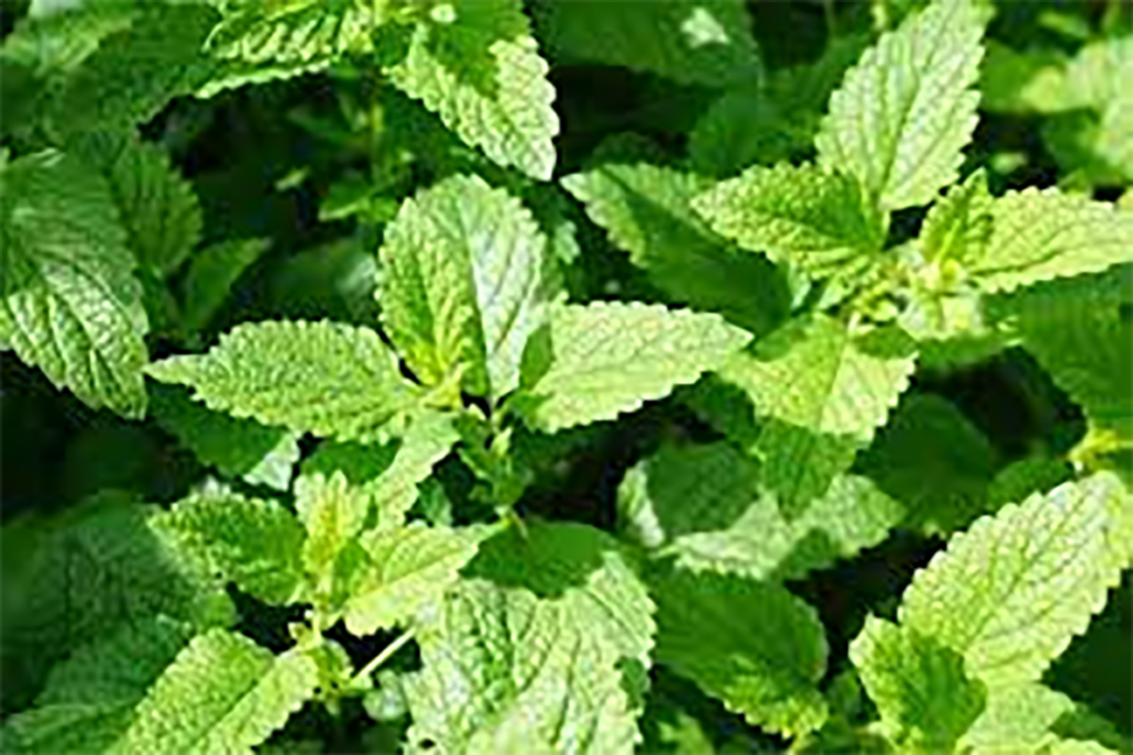 Organic Peppermint Essential Oil